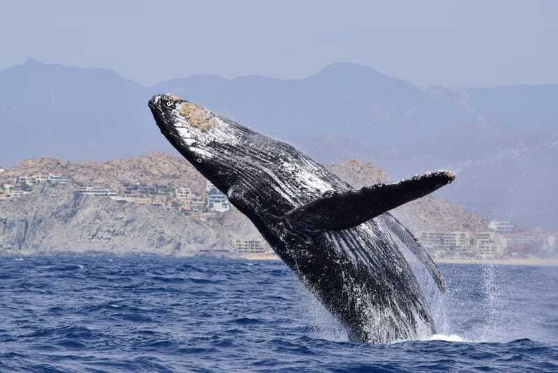 Whale Watch Cabo: Group Whale Watching Tour - FREE photos - Who Should Book This Tour