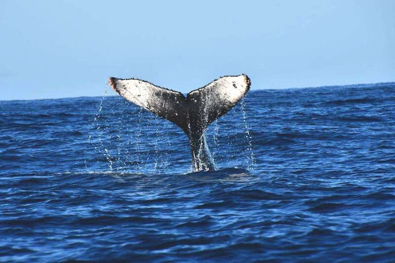 Whale Watch Cabo: Zodiac Whale Adventure - FREE Photos - A Small Boat With a Big View of Cabo