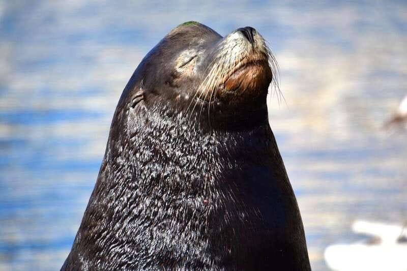 Whale Watch Cabo: Zodiac Whale Adventure - FREE Photos - Should You Book Whale Watch Cabo?