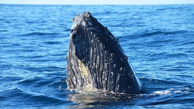 Whale Watch Cabo: Zodiac Whale Adventure - FREE Photos - From Plaza Bonita to Pelican Rock