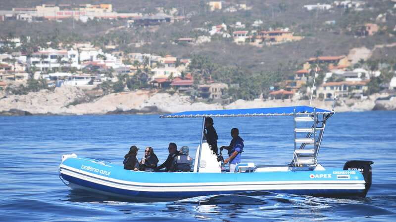 Whale Watch Cabo: Zodiac Whale Adventure - FREE Photos - Hearing Humpback Songs With a Hydrophone