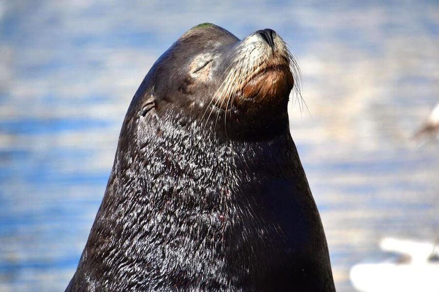 Whale Watch Cabo: Zodiac Whale Adventure - FREE Photos - What the $122 Price Really Buys