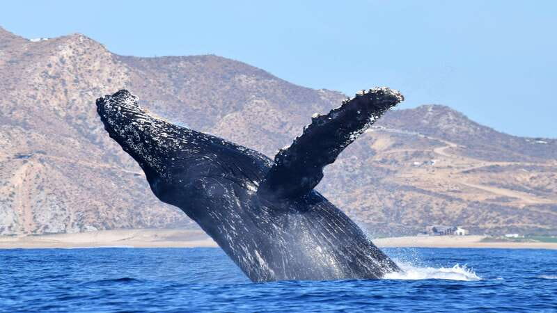 Whale Watch Cabo: Zodiac Whale Adventure - FREE Photos - The Boat Ride Requires a Healthy Dose of Realism
