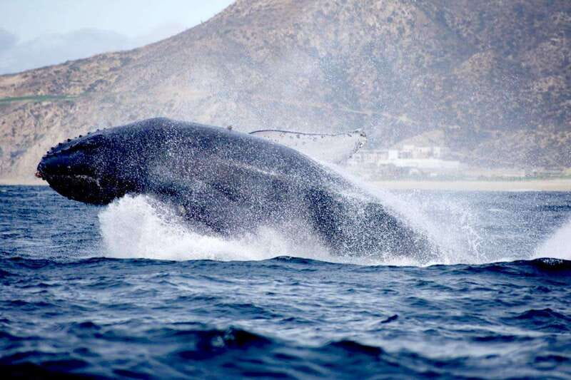 Whale Watch Cabo: Zodiac Whale Adventure - FREE Photos - How This Tour Compares With a Larger Whale Boat
