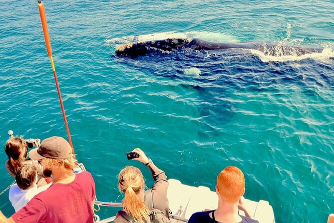 Whale Watching and Cabo San Lucas Arch - Lover’s Beach, Pelican Beach, and Médano Beach