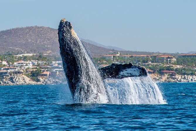 Whale Watching by Zodiac in Cabo San Lucas with Photos Included - From the Marina to the Cabo Arch