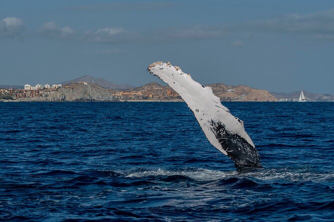 Whale Watching by Zodiac in Cabo San Lucas with Photos Included - What the hydrophone adds