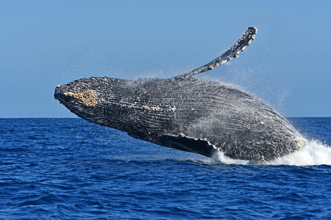 Whale Watching by Zodiac in Cabo San Lucas with Photos Included - Photos, videos, and the practical trade-off
