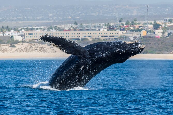 Whale Watching by Zodiac in Cabo San Lucas with Photos Included - Ride comfort, weather, and what to bring