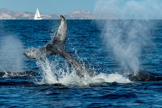 Whale Watching by Zodiac in Cabo San Lucas with Photos Included - How the 2.5-hour schedule feels