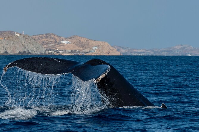 Whale Watching by Zodiac in Cabo San Lucas with Photos Included - The value of $85 per person