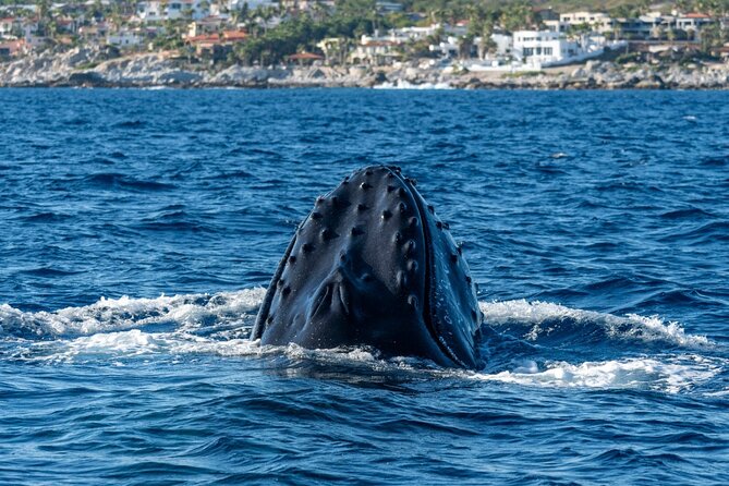 Whale Watching by Zodiac in Cabo San Lucas with Photos Included - Finding humpbacks and gray whales
