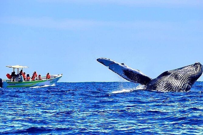 Whale Watching Cabo-Women crew-Sightings Guaranteed & Free Photos - The women-led crew is part of the appeal