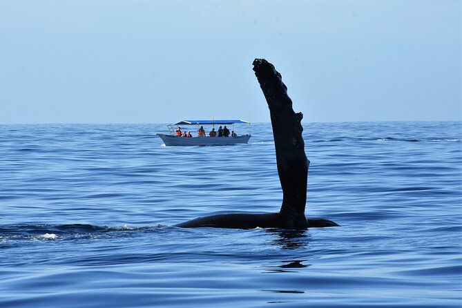 Whale Watching Cabo-Women crew-Sightings Guaranteed & Free Photos - How the whale guarantee affects the value