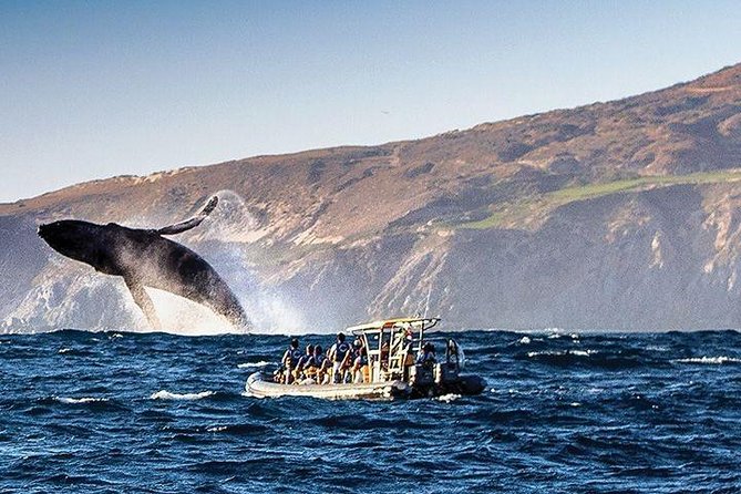 Whale Watching Cruise in Cabos San Lucas and Ground Transportation - Cabo whale watching with two very different boats