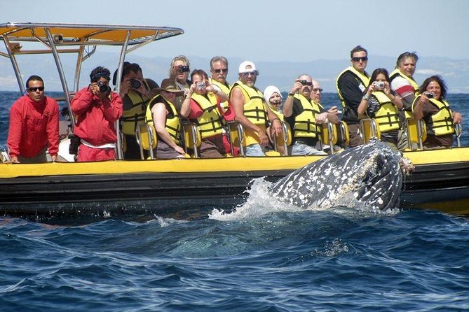 Whale Watching Cruise in Cabos San Lucas and Ground Transportation - Searching offshore for humpback whales