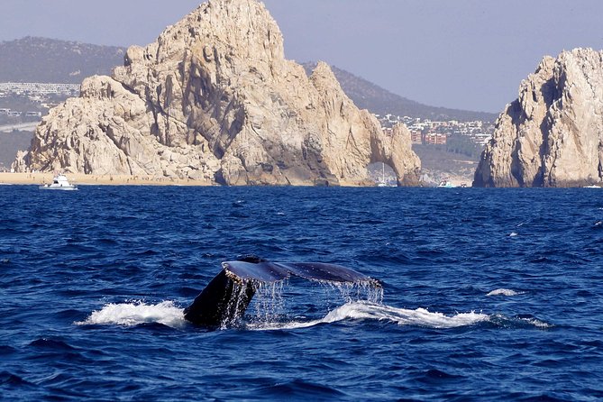 Whale Watching Cruise in Cabos San Lucas and Ground Transportation - The speedboat option is exciting, not restful