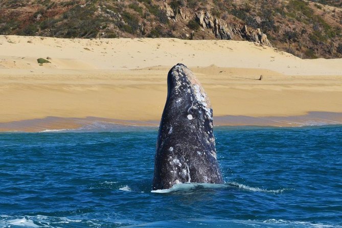 Whale Watching Cruise in Cabos San Lucas and Ground Transportation - What to bring for four hours at sea