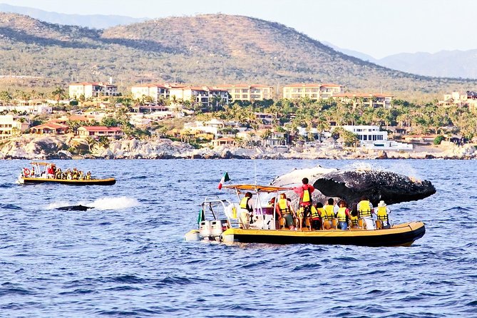 Whale Watching Cruise in Cabos San Lucas and Ground Transportation - Getting from your hotel to the marina