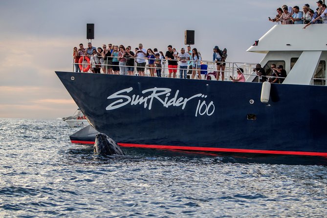 Whale Watching Dinner Cruise in Cabo San Lucas - Price and Overall Value at $110