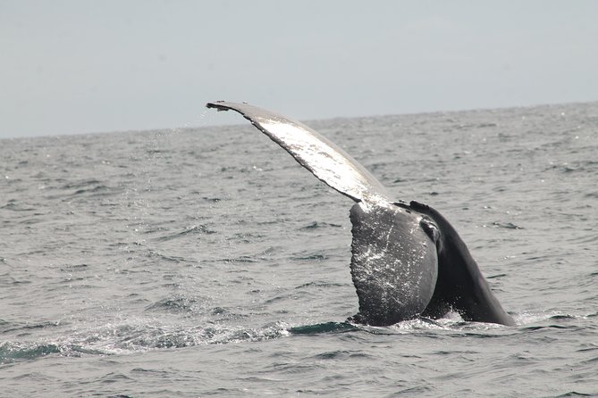 Whale Watching Dinner Cruise in Cabo San Lucas - Getting to the Marina Without Stress