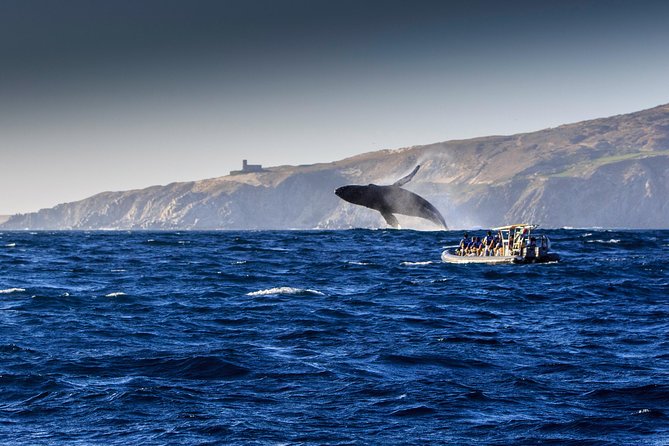 Whale Watching Dinner Cruise in Cabo San Lucas - Who Will Enjoy This Most