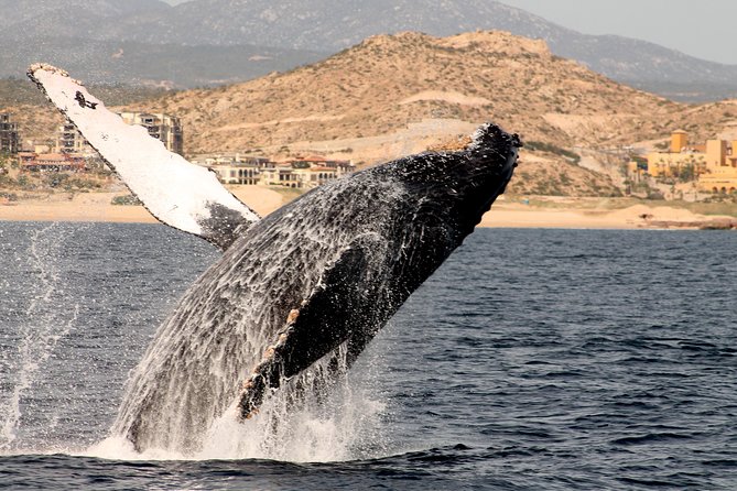 Whale Watching Dinner Cruise in Cabo San Lucas - Booking, Cancellations, and Timing