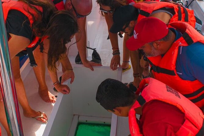 Whale Watching Experience in Cabo San Lucas 2 hours - Whale watching without a guaranteed sighting