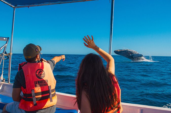 Whale Watching Experience in Cabo San Lucas 2 hours - Weather and cancellation rules