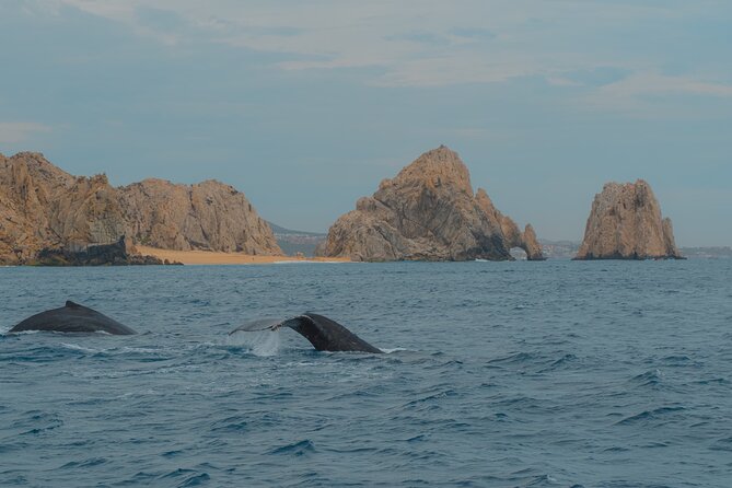 Whale Watching Experience in Cabo San Lucas 2 hours - Lover’s Beach and the Pacific side of Cabo