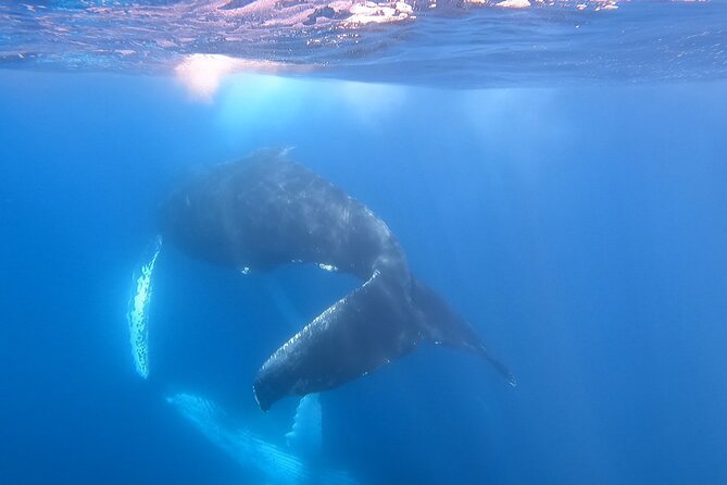 Whale Watching Experience in Cabo San Lucas - A private boat changes the Cabo whale-watching experience