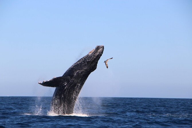 Whale Watching Experience in Cabo San Lucas - The Arch of Cabo San Lucas in 15 minutes