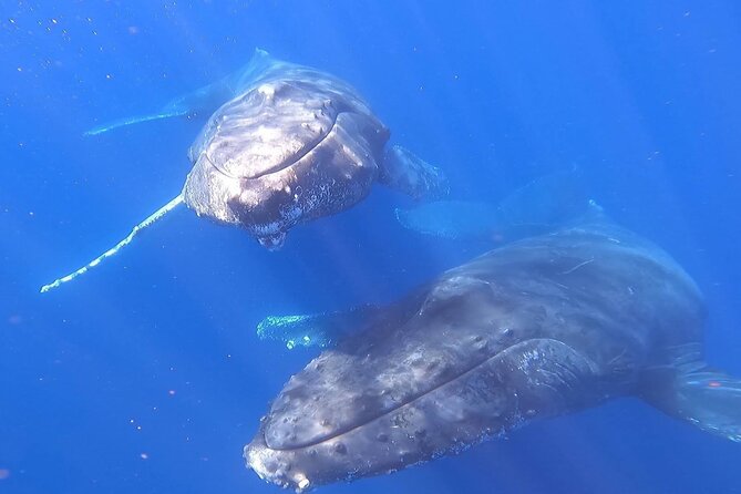 Whale Watching Experience in Cabo San Lucas - A possible beach stop, with one important condition