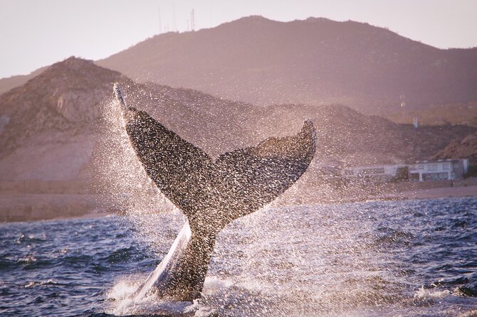 Whale Watching Experience in Cabo San Lucas - Feeding fish at Pelican Rock