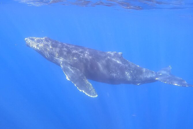 Whale Watching Experience in Cabo San Lucas - Searching for humpback and gray whales