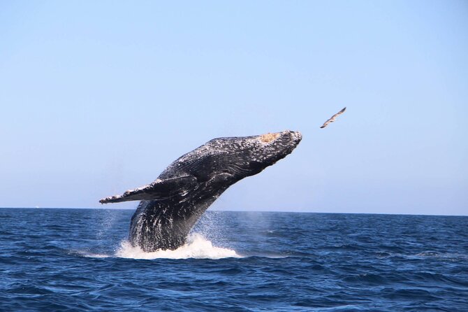 Whale Watching Experience in Cabo San Lucas - Photos, videos, and drone footage