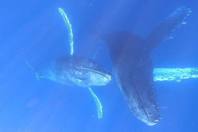 Whale Watching Experience in Cabo San Lucas - Who will get the most from this tour