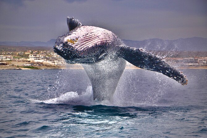Whale Watching Experience in Cabo San Lucas - Starting at the marina and finding your sea legs