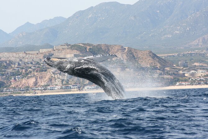 Whale Watching Group Tour in San Jose del Cabo - Why This San Jose del Cabo Whale Watch Works