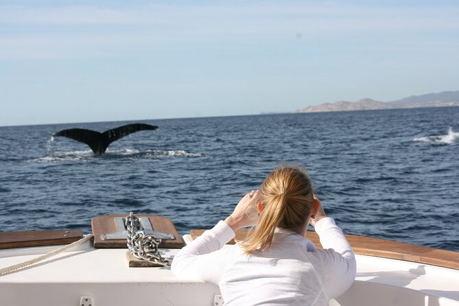 Whale Watching Group Tour in San Jose del Cabo - Humpbacks, Gray Whales, and Seasonal Timing