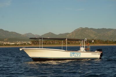 Whale Watching Group Tour in San Jose del Cabo