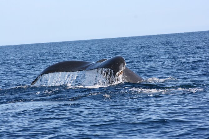 Whale Watching Group Tour in San Jose del Cabo - Guides Who Add Real Value