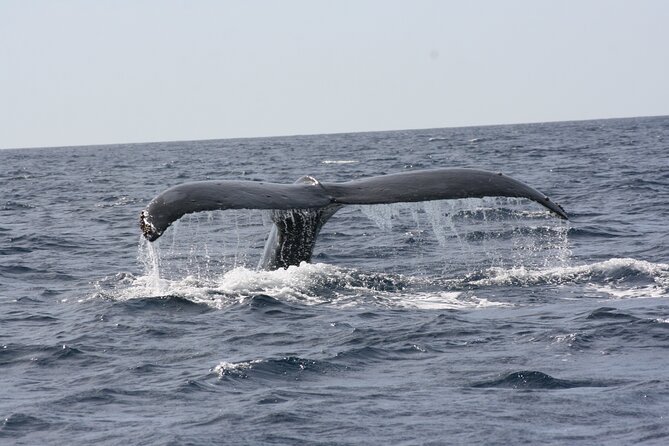 Whale Watching Group Tour in San Jose del Cabo - Free Photos Let You Watch Instead of Chase the Shot