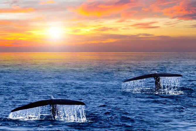 Whale Watching Group Tour in San Jose del Cabo - How Crowded Will the Boat Feel?