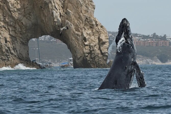Whale Watching in Cabo: 2-Hour Small Group Tour to The Arch - Starting at Gregory Tours in the Cabo marina