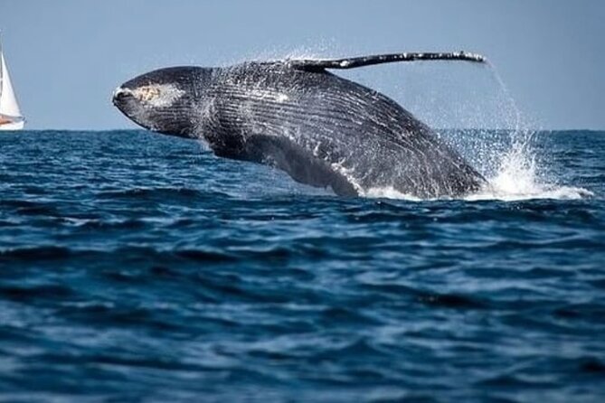 Whale Watching in Cabo: 2-Hour Small Group Tour to The Arch - An hour searching for whales in the Sea of Cortez