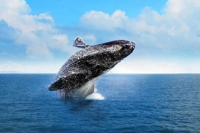 Whale Watching in Cabo: 2-Hour Small Group Tour to The Arch - What the small boat means for comfort