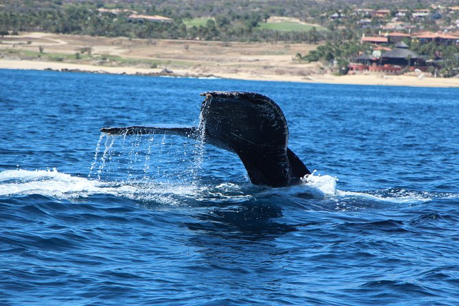 Whale Watching in Cabo San Lucas on board our Luxury Trimaran! - Why Cabo’s January to April whale season matters