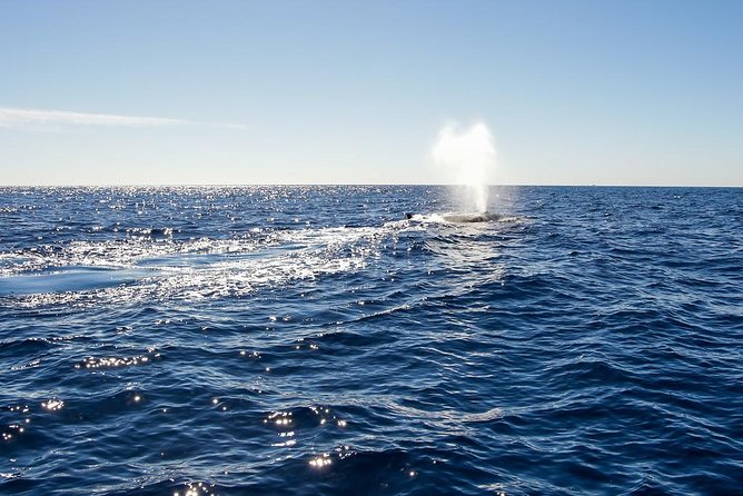 Whale Watching in Cabo San Lucas on board our Luxury Trimaran! - What the two-hour route is really like