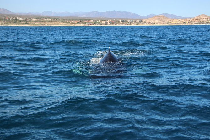 Whale Watching in Cabo San Lucas on board our Luxury Trimaran! - Guides, captains, and the value of a small group
